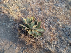 Agave nuusaviorum