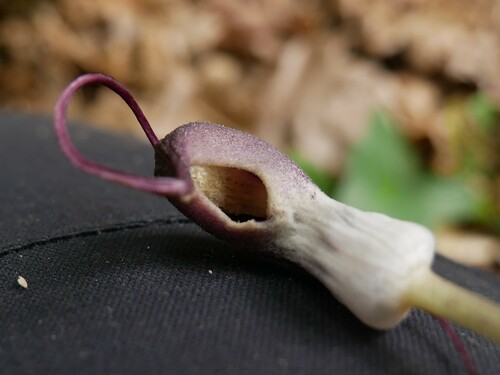 Arisarum proboscideum, photograph 3