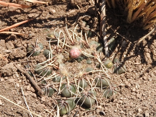 Gymnocalycium calochlorum