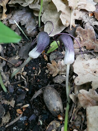 Arisarum proboscideum, photograph 4