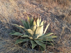 Agave nuusaviorum