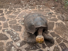 Chelonoidis niger hoodensis