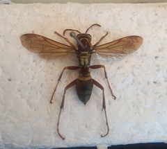 Polistes apachus apachus