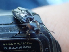 Selatosomus edwardsi