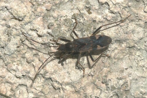 Metochus abbreviatus