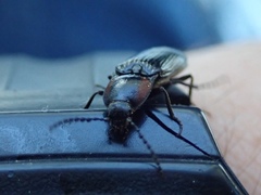 Selatosomus edwardsi