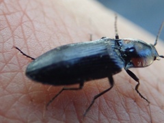 Selatosomus edwardsi