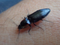 Selatosomus edwardsi