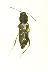 Neoclytus muricatulus
