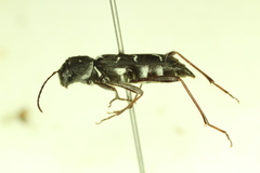 Neoclytus muricatulus