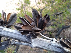 Agave nuusaviorum