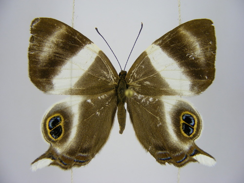 Afriodinia neavei kivuensis