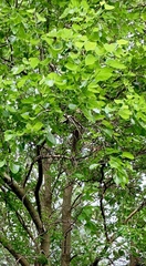 Morus alba