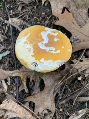 Russula ochroleucoides