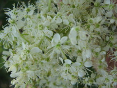 Filipendula stepposa
