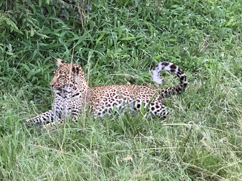 Leopard