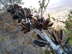 Agave nuusaviorum