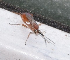 Pachysomoides fulvus