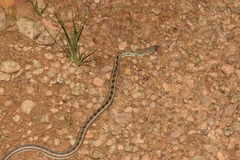 Amphiesma stolatum