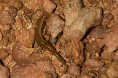 Haemadipsa sylvestris