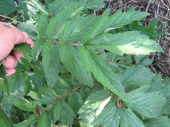 Filipendula stepposa