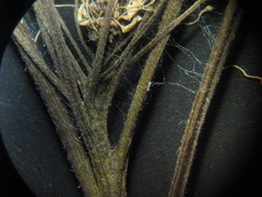 Filipendula stepposa