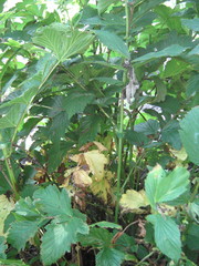 Filipendula stepposa