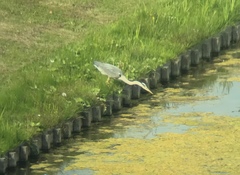 Ardea cinerea