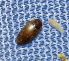 Copelatus chevrolati