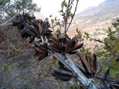 Agave nuusaviorum