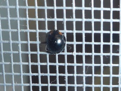 Parexochomus nigromaculatus