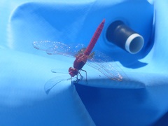 Crocothemis erythraea