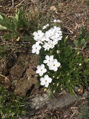 Phlox hoodii