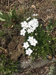 Phlox hoodii