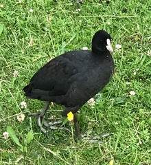 Fulica atra