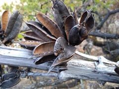 Agave nuusaviorum
