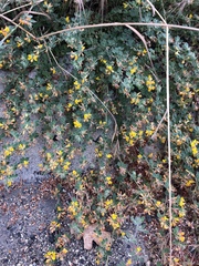 Acmispon heermannii heermannii