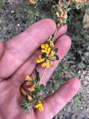 Acmispon heermannii heermannii