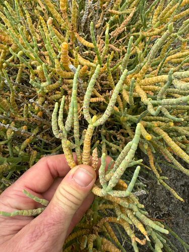 Utah Swampfire (Salicornia utahensis)