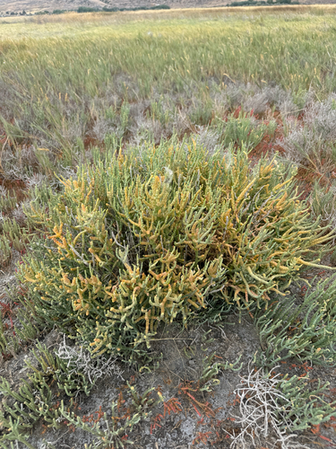 Image of Salicornia utahensis by (c) Kenzie Anderson-Bell, some rights reserved (CC BY)
