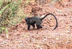 Red-Handed Tamarin photo 5
