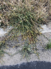 Acmispon heermannii heermannii