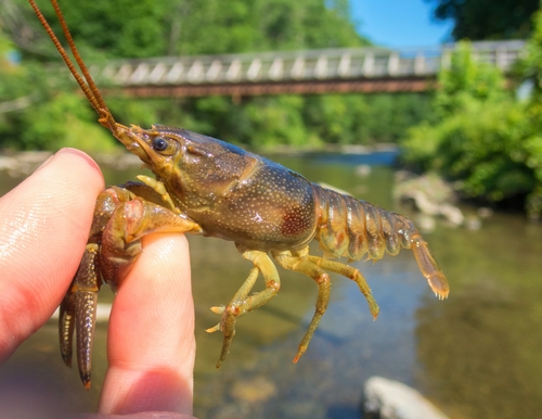 Rusty Crayfish, photo 4 of 10