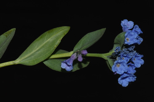 Alpine Bluebells (Mertensia tweedyi)