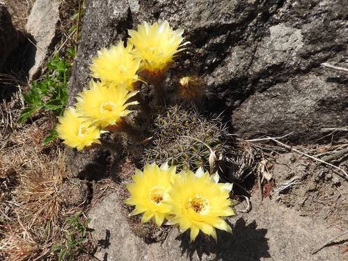 Image of Lobivia Aurea (Lobivia aurea) by no rights reserved