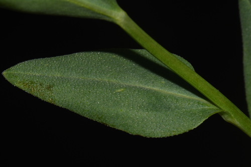 Image of Mertensia tweedyi by (c) Brian Finzel, some rights reserved (CC BY-SA)