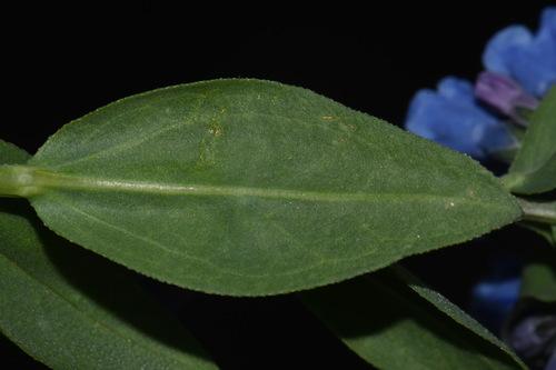 Image of Mertensia tweedyi by (c) Brian Finzel, some rights reserved (CC BY-SA)