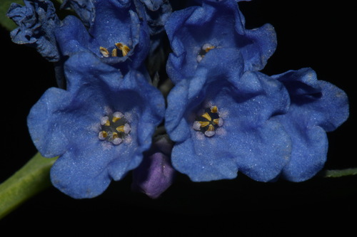 Image of Mertensia tweedyi by (c) Brian Finzel, some rights reserved (CC BY-SA)