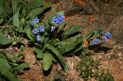 Image of Mertensia tweedyi by (c) Brian Finzel, some rights reserved (CC BY-SA)