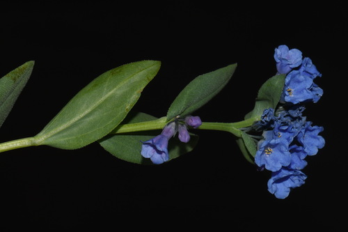 Image of Mertensia tweedyi by (c) Brian Finzel, some rights reserved (CC BY-SA)